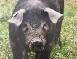 Immagine 2 di CICCIOLATA DI PARMA DA SUINO NERO DI PARMA SALUMIFICIO AGRICOLO BIO SAN PAOLO MEDESANO