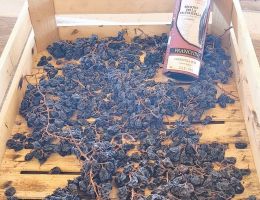 Immagine 5 di RECIOTO DELLA VALPOLICELLA CLASSICO DOCG MONTE MAROGNIN FRANCHINI VINI A NEGRAR