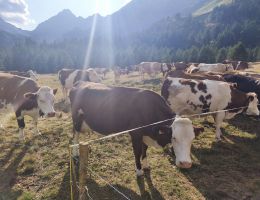 Immagine 3 di ALPE VEGLIA FORMAGGIO NOSTRANO ALPEGGIO CASEIFICIO ZANOLA