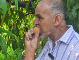Immagine 1 di PESCHE DI MONATE GIALLE E BIANCHE AGRICOLA MARCO BINA PRODUTTORE