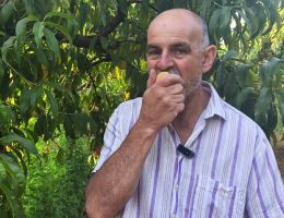 Immagine 2 di PESCHE DI MONATE GIALLE E BIANCHE AGRICOLA MARCO BINA PRODUTTORE