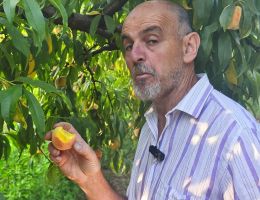Immagine 3 di PESCHE DI MONATE GIALLE E BIANCHE AGRICOLA MARCO BINA PRODUTTORE