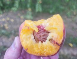 Immagine 5 di PESCHE DI MONATE GIALLE E BIANCHE AGRICOLA MARCO BINA PRODUTTORE