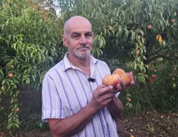 Immagine 4 di PESCHE DI MONATE GIALLE E BIANCHE AGRICOLA MARCO BINA PRODUTTORE