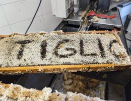 Immagine 1 di MIELE DI TIGLIO APICOLTURA VEDDASCA DI WILLIAM MAGNOCAVALLO DI MACCAGNO