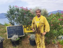 Immagine 4 di MIELE MILLEFIORI APICOLTURA VEDDASCA DI WILLIAM MAGNOCAVALLO DI MACCAGNO