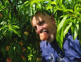 Immagine 5 di PESCHE BIANCHE SCIROPPATE DI MONATE AGRICOLA MARCO BINA PRODUTTORE