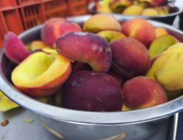 Immagine 4 di PESCHE BIANCHE SCIROPPATE DI MONATE AGRICOLA MARCO BINA PRODUTTORE