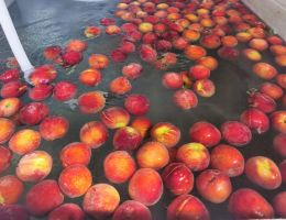 Immagine 2 di PESCHE BIANCHE SCIROPPATE DI MONATE AGRICOLA MARCO BINA PRODUTTORE