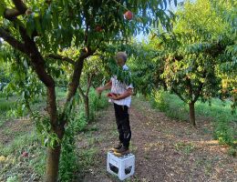 Immagine 2 di PESCHE GIALLE SCIROPPATE DI MONATE AGRICOLA MARCO BINA PRODUTTORE