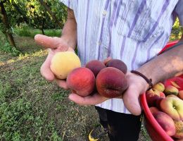 Immagine 3 di PESCHE GIALLE SCIROPPATE DI MONATE AGRICOLA MARCO BINA PRODUTTORE