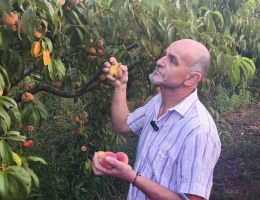 Immagine 4 di PESCHE GIALLE SCIROPPATE DI MONATE AGRICOLA MARCO BINA PRODUTTORE